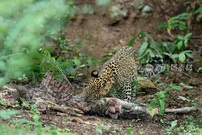 捕猎动物:亚成年豹(Panthera pardus)